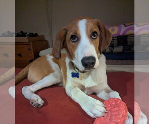 Sheprador Dogs for adoption in Bellevue, WA, USA