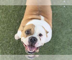Bulldog-Unknown Mix Dogs for adoption in Chula Vista, CA, USA