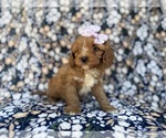 Small #8 Cavapoo (Miniature)