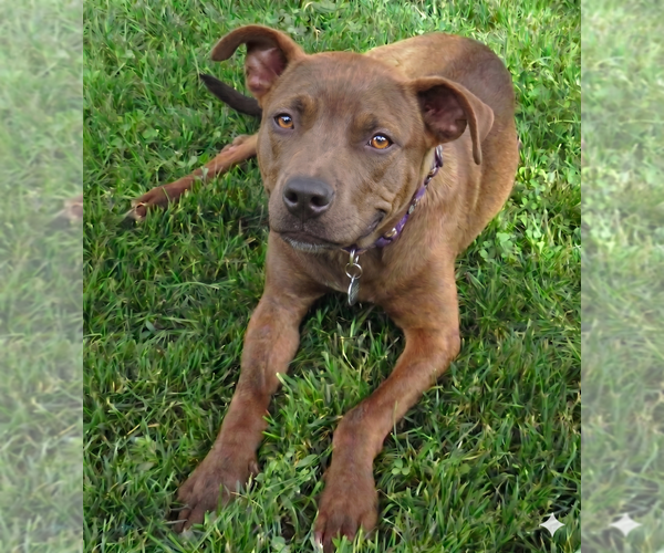 Medium Photo #5 Boxer-Feist Terrier Mix Puppy For Sale in Grovertown, IN, USA