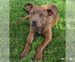 Small #4 Boxer-Feist Terrier Mix