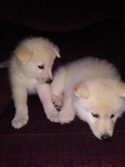 Wolf Hybrid Puppy for sale in ANDERSON, IN, USA