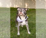 Small #14 Staffordshire Bull Terrier Mix