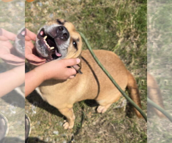 Medium Photo #1 Retriever -Unknown Mix Puppy For Sale in Jackson, MS, USA