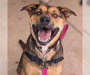 American Staffordshire Terrier-German Shepherd Dog Mix Dogs for adoption in Cottonwood, AZ, USA
