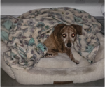 Small Photo #2 Dachshund-Unknown Mix Puppy For Sale in Miami, FL, USA