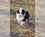 Small Photo #1 Australian Shepherd Puppy For Sale in ROCKWELL CITY, IA, USA