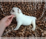 Small Photo #3 French Bulldog Puppy For Sale in CARTHAGE, TX, USA