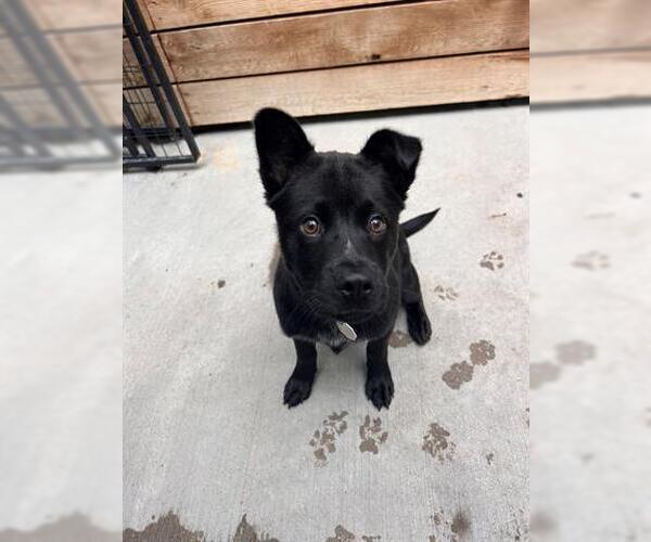 Medium Photo #1 Chow Chow-Labrador Retriever Mix Puppy For Sale in Brighton, CO, USA