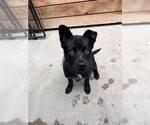 Small Chow Chow-Labrador Retriever Mix