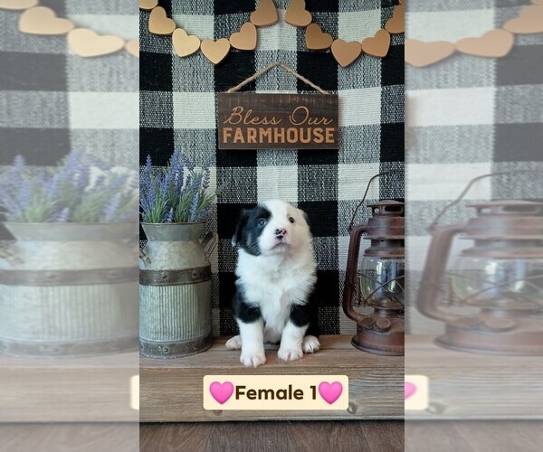 Medium Photo #2 Miniature Australian Shepherd Puppy For Sale in FULTON, MO, USA