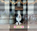 Small #1 Miniature Australian Shepherd
