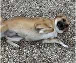Small #5 Labrador Retriever Mix