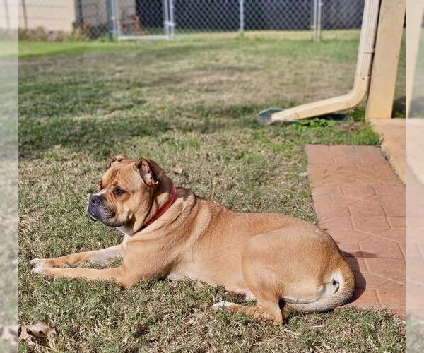 Medium Photo #3 Bulldog-Unknown Mix Puppy For Sale in Rockaway, NJ, USA