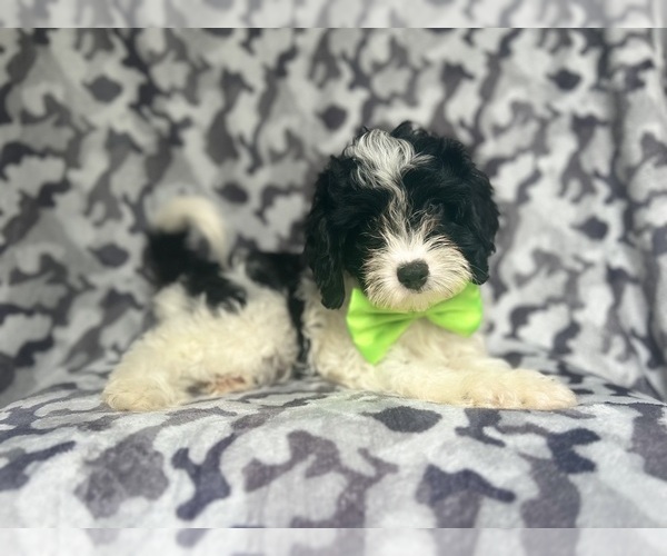 Medium Photo #5 Cavapoo Puppy For Sale in LAKELAND, FL, USA