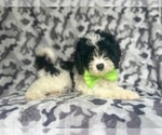 Small #4 Cavapoo