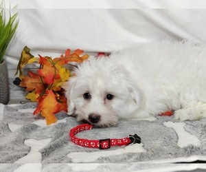 Coton de Tulear Puppy for sale in W FIELD, NC, USA