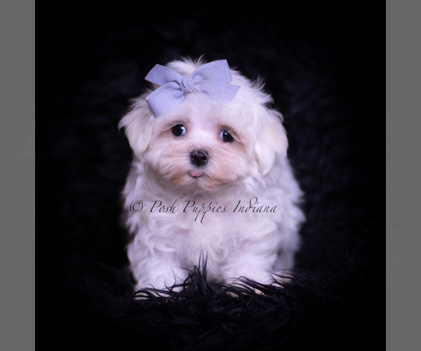 Medium Photo #2 Maltese Puppy For Sale in WARSAW, IN, USA