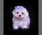 Small #1 Maltese