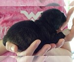 Small #12 French Bullhuahua