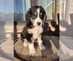 Puppy Onyx Bernedoodle