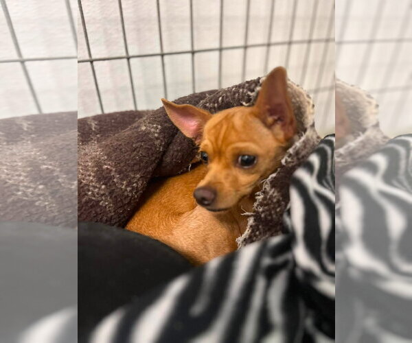 Medium Photo #3 Chihuahua-Unknown Mix Puppy For Sale in NEWPORT NH, NH, USA