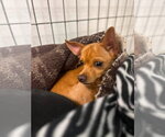 Small #2 Chihuahua Mix
