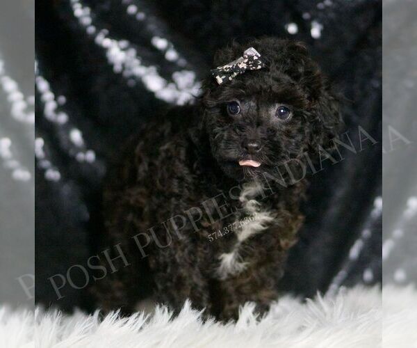 Medium Photo #4 Poodle (Toy) Puppy For Sale in WARSAW, IN, USA