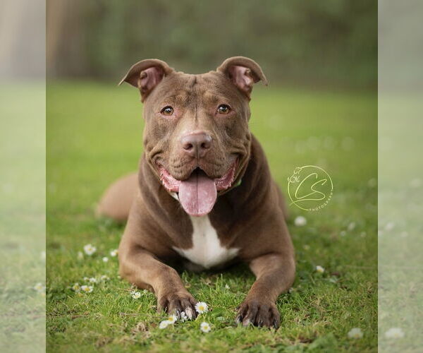 Medium Photo #4 American Pit Bull Terrier Puppy For Sale in Marina Del Rey, CA, USA