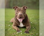 Small #3 American Pit Bull Terrier