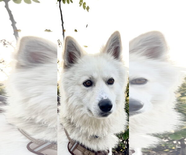 Medium Photo #2 Gerberian Shepsky Puppy For Sale in San Diego, CA, USA