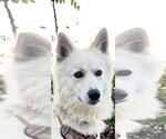 Small #1 Gerberian Shepsky