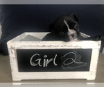 Small Photo #4 French Bulldog Puppy For Sale in APOLLO BEACH, FL, USA