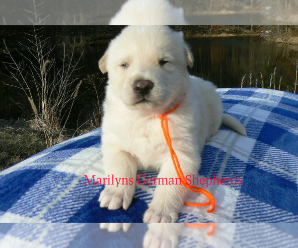 Medium Photo #5 German Shepherd Dog Puppy For Sale in PIEDMONT, MO, USA