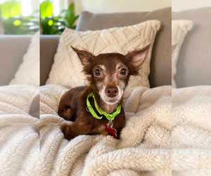 Jude - Male Chihuahua-Unknown Mix Dog for Adoption - Photo #2