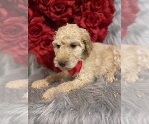 Goldendoodle-Poodle (Standard) Mix Puppy for sale in BEECH GROVE, IN, USA