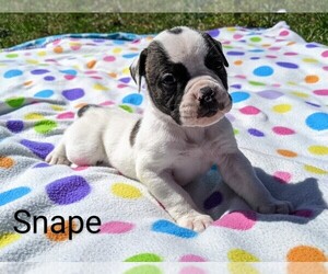 American Bulldog Puppy for sale in MILLS RIVER, NC, USA