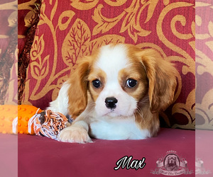 Medium Cavalier King Charles Spaniel