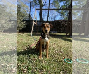 German Shepherd Dog-Unknown Mix Dogs for adoption in The Woodlands, TX, USA