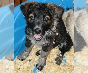 Australian Cattle Dog-Border Collie Mix Puppy for sale in SILVER CREEK, NY, USA