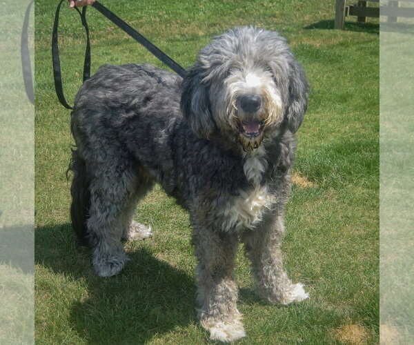 Medium Photo #5 Mutt Puppy For Sale in Huntley, IL, USA