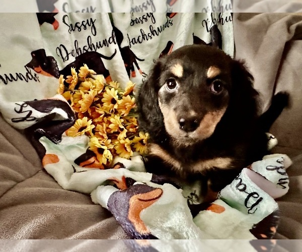 Medium Photo #1 Dachshund Puppy For Sale in BENNINGTON, OK, USA