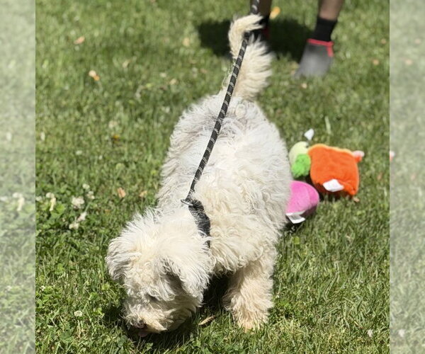 Medium Photo #4 Mutt Puppy For Sale in Yardley, PA, USA