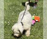 Small #3 Mutt