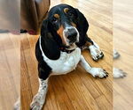 Small #4 Basset Hound