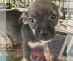 Small #2 Chihuahua Mix