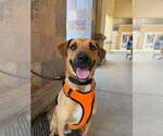 Small #1 Mutt