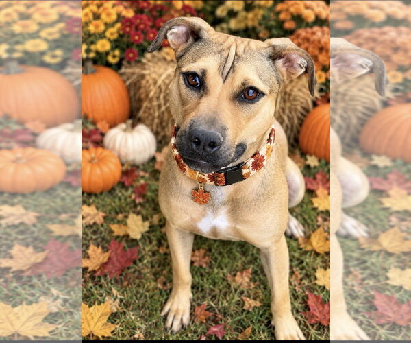 Medium Photo #1 Boxer-Unknown Mix Puppy For Sale in Southbury, CT, USA