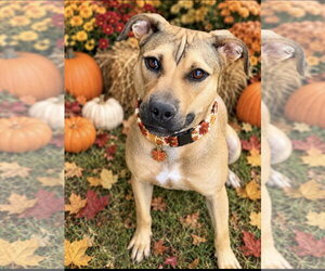 Boxer-Unknown Mix Dogs for adoption in Southbury, CT, USA