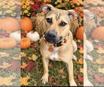 Ginger - Female Boxer-Unknown Mix Dog for Adoption - Small photo
